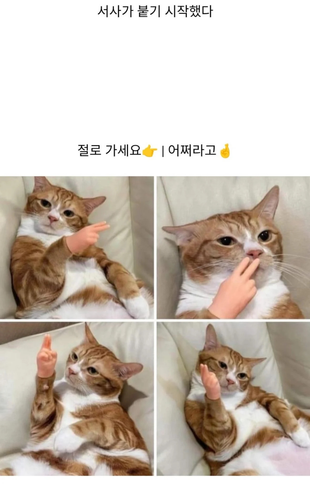 고양이 손가락