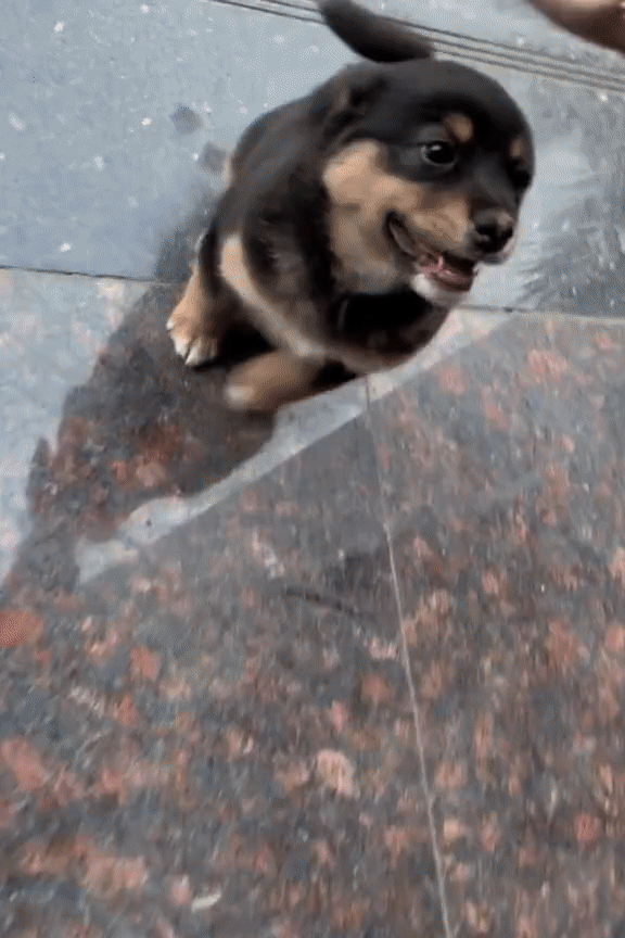 아기 흑절미.GIF