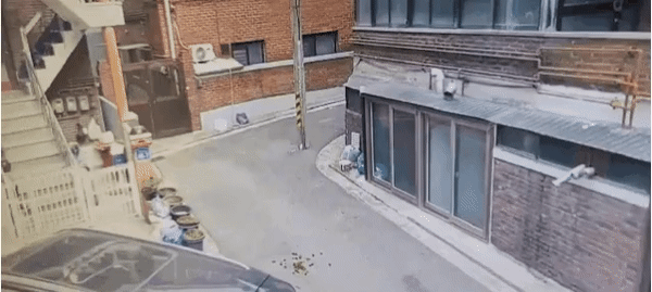 골목에서 얼룩말을 만나면?