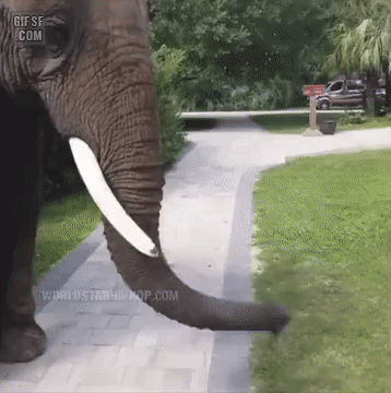 조물딱거리는 수컷 코끼리