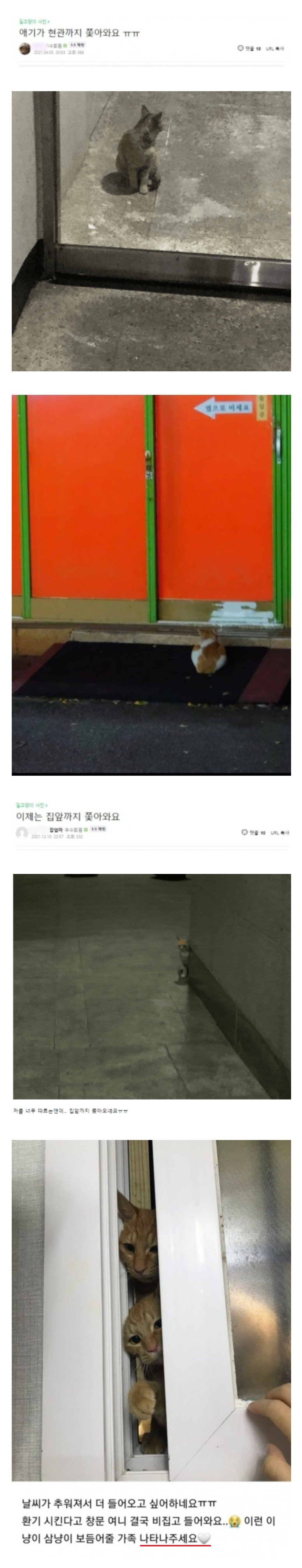캣맘들이 무서워 하는 것....jpg