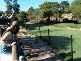 치타 속도 체감.GIF