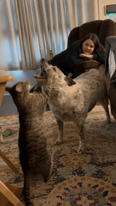 좆냥이 VS 댕댕이.GIF