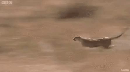 치타 속도 체감.GIF