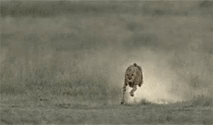 치타 속도 체감.GIF