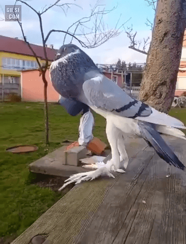 벌크업한 비둘기