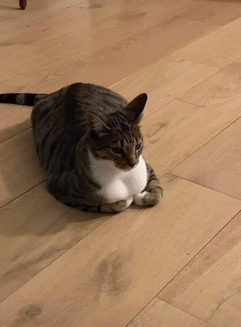 고양이상에 가슴ㅈㄴ큼