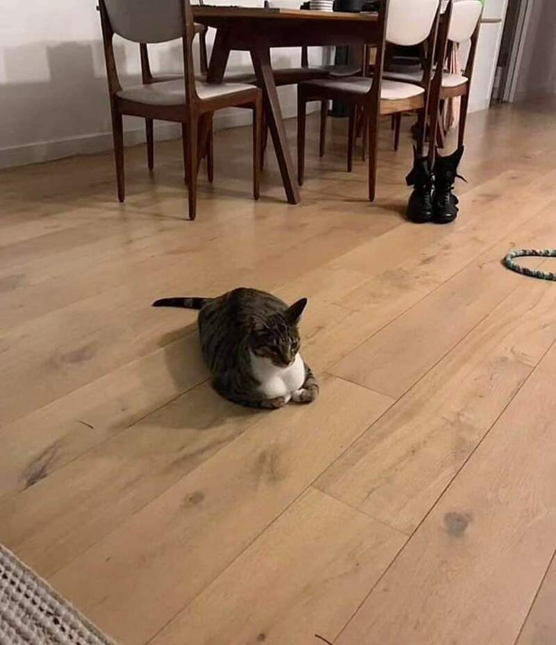 고양이상에 가슴ㅈㄴ큼