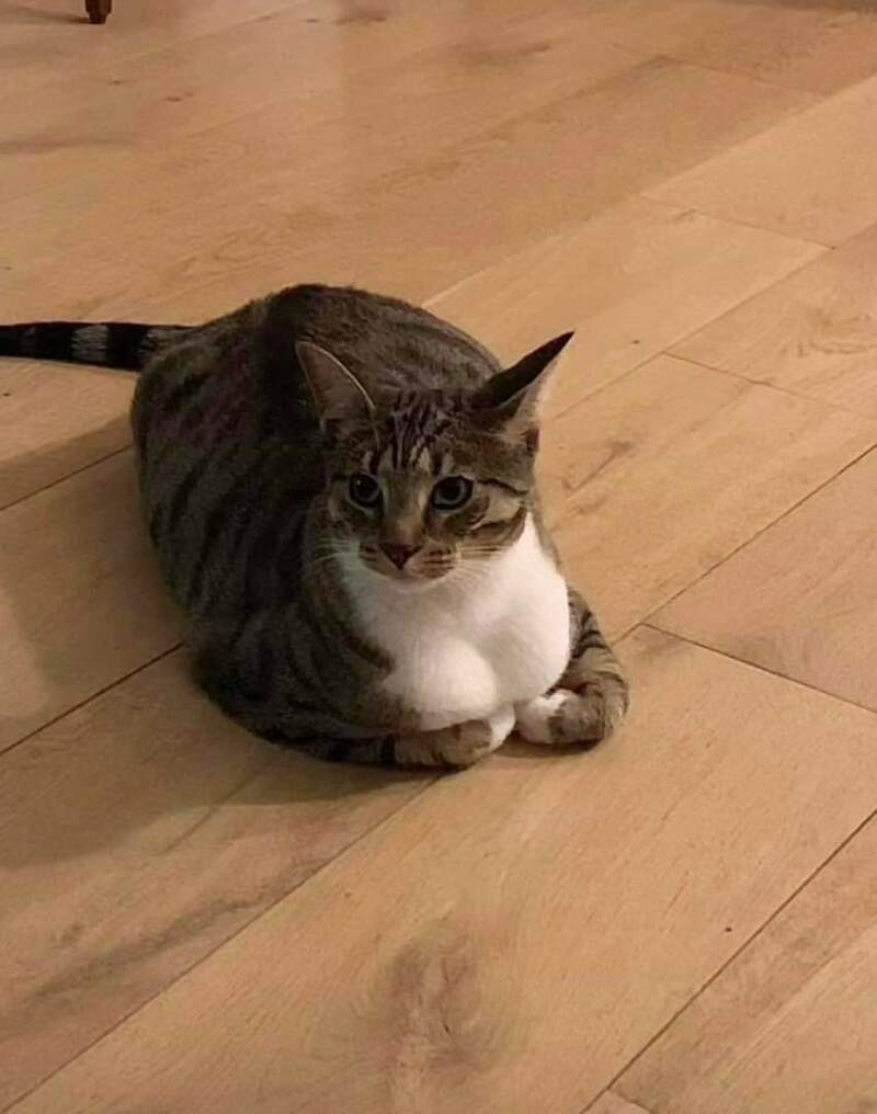 고양이상에 가슴ㅈㄴ큼