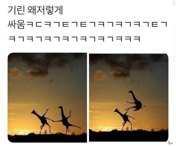 기린 싸움