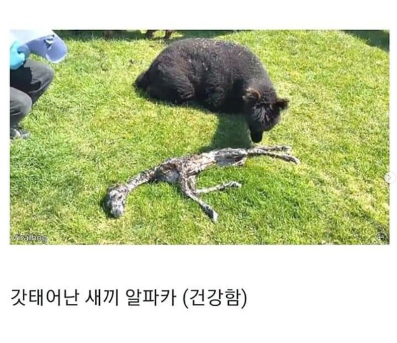 알파카 태아 시체