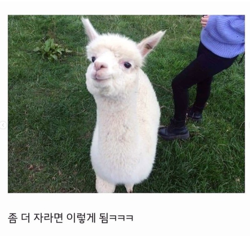 알파카 태아 시체