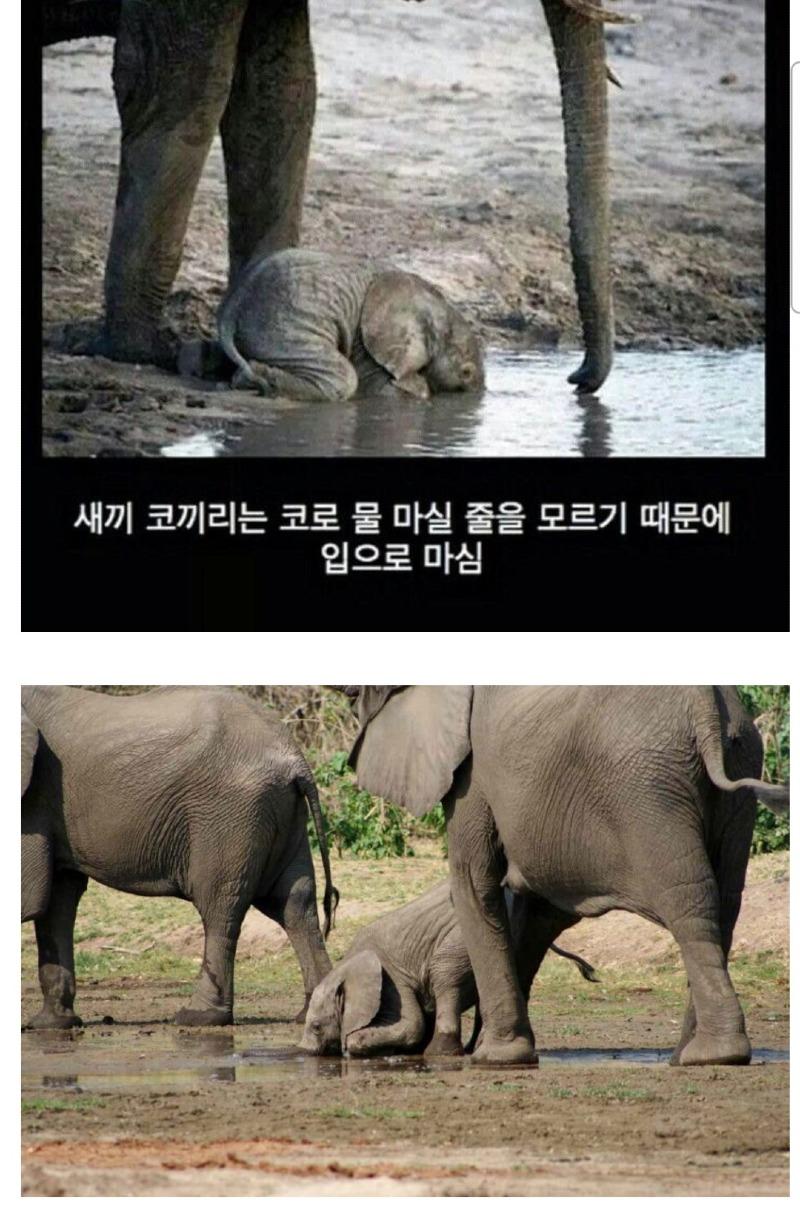 아기 코끼리가 물 마시는 방법