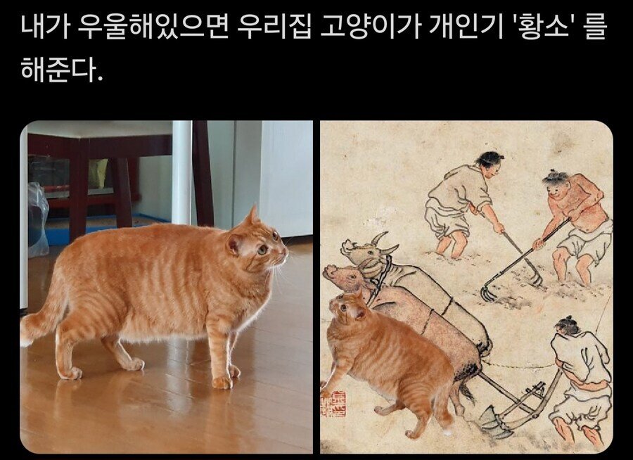 고양이 개인기