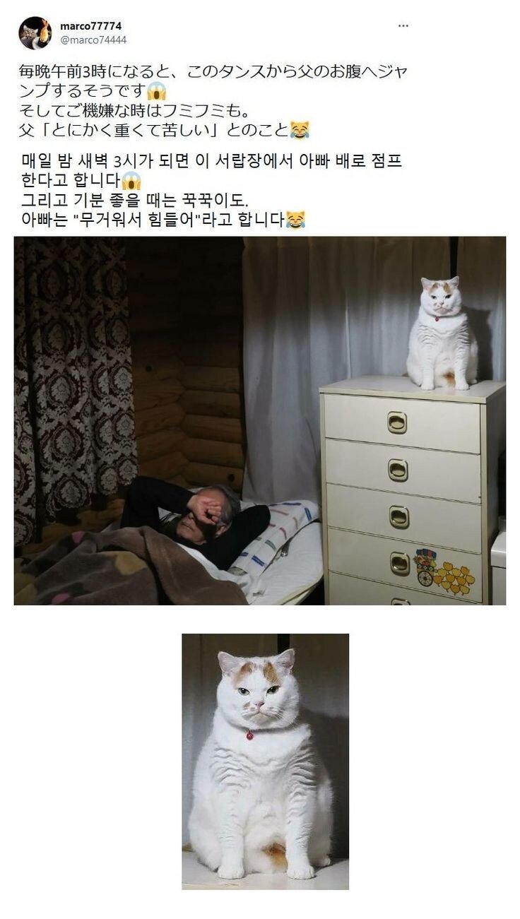 고양이가 새벽3시마다 하는 것