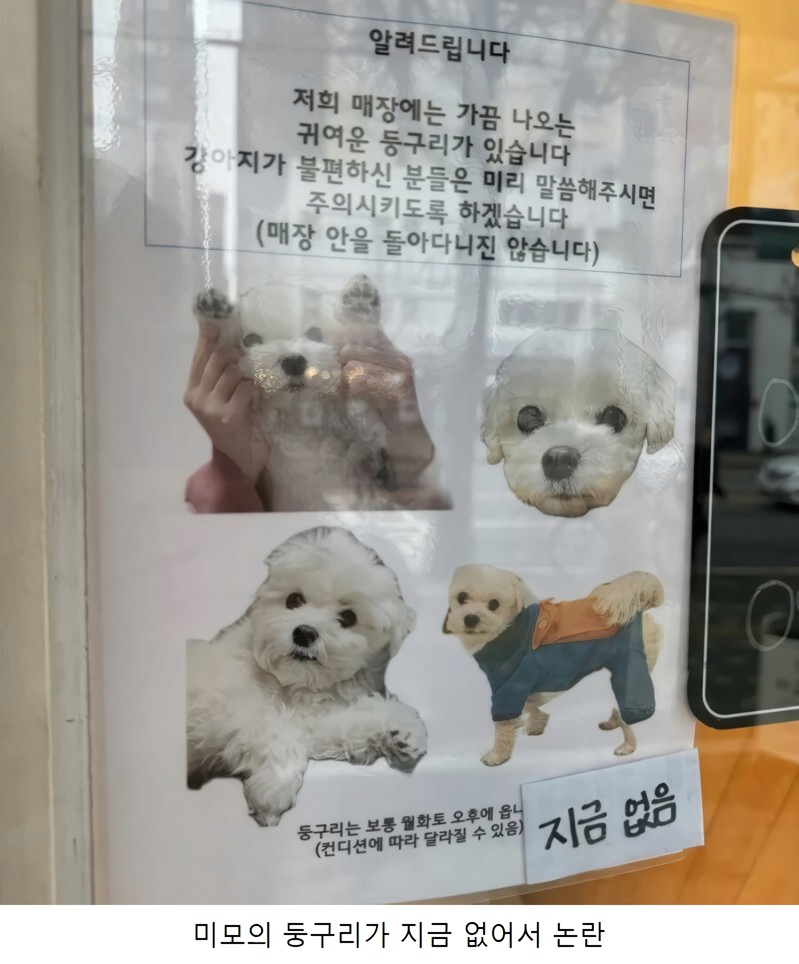 카페 강아지 논란