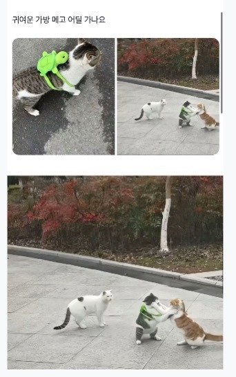 20250725135523_2lKA7PB2iE.jpeg