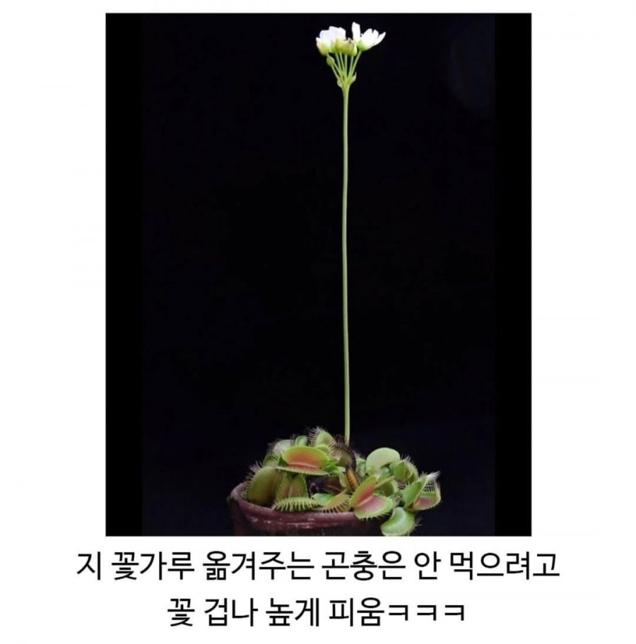 900w_20250929215649_xJ5YdffWV4.png