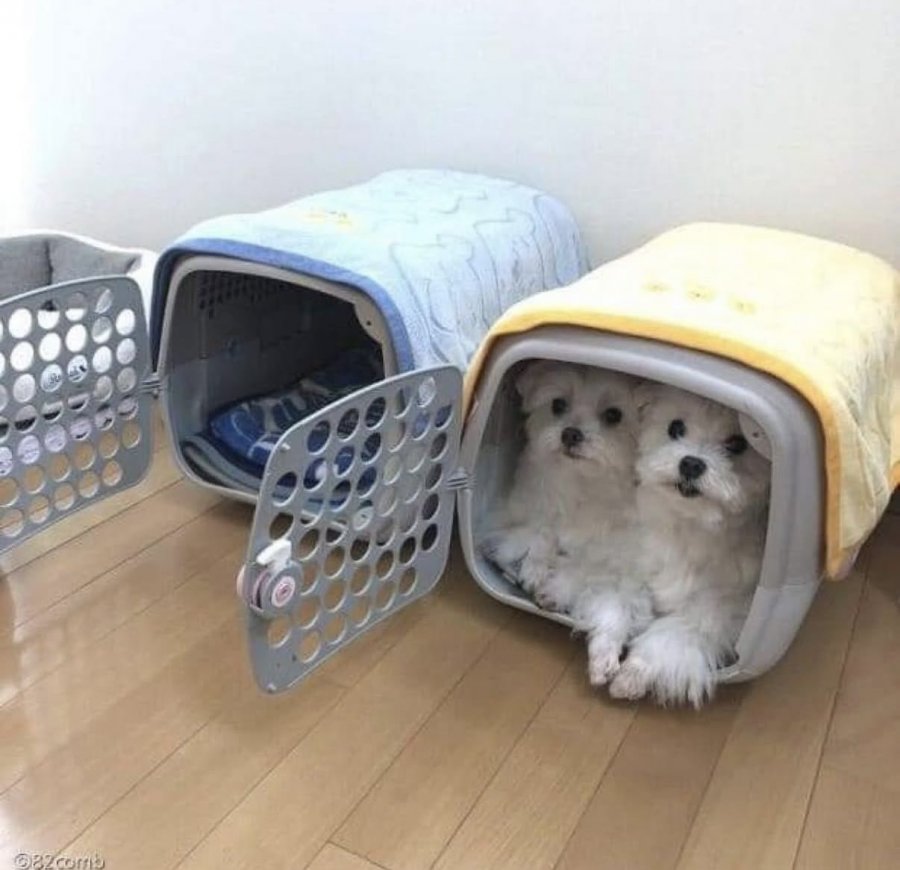 900w_20261016103227_x9uhiDrJcf.jpeg
